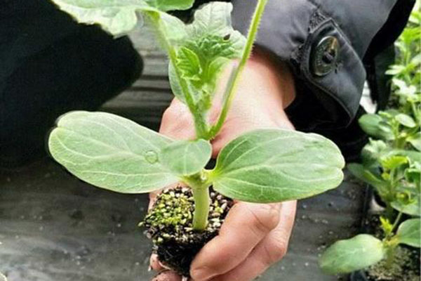 廠(chǎng)區環(huán)境的綠化要點(diǎn)！